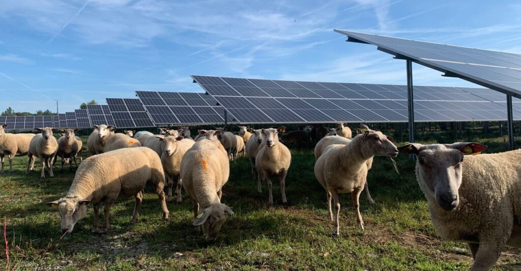 centrale au sol agrivoltaïsme