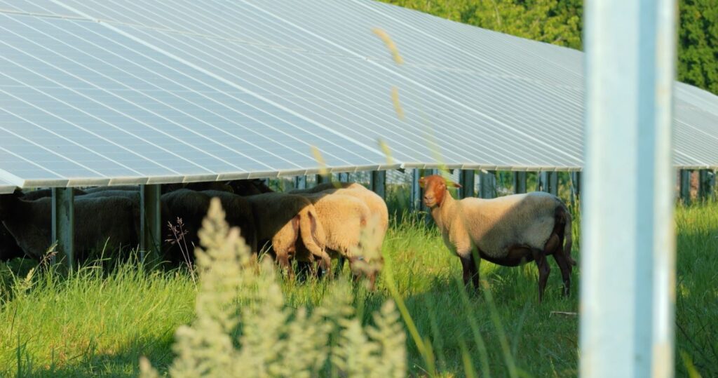 agrivoltaïsme, des ovins sous des panneaux solaires