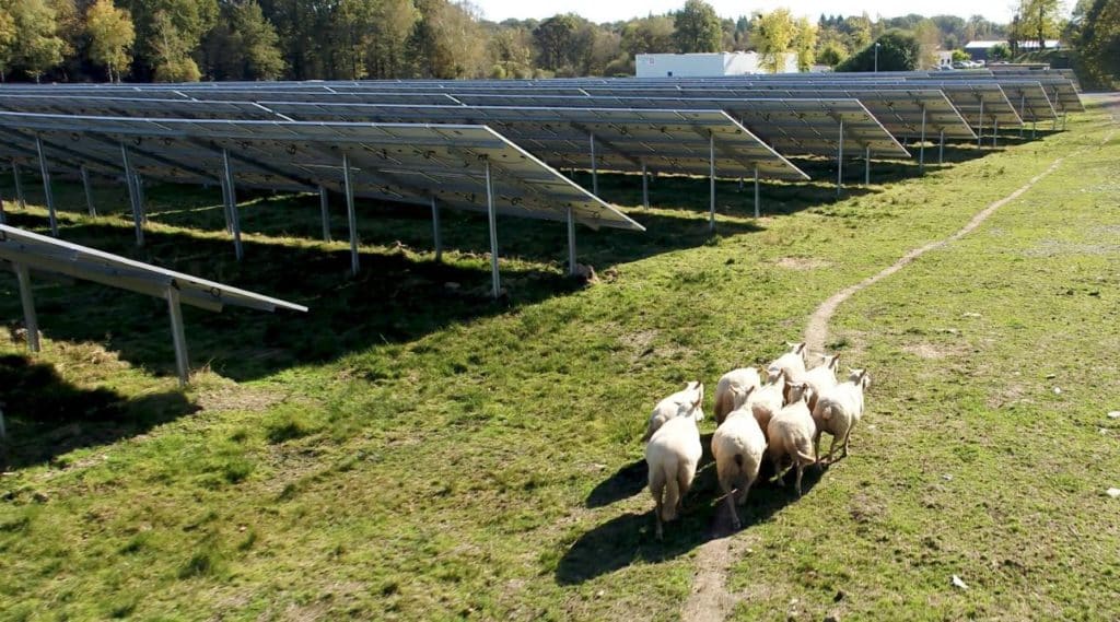 Un parc photovoltaïque avec des ovins