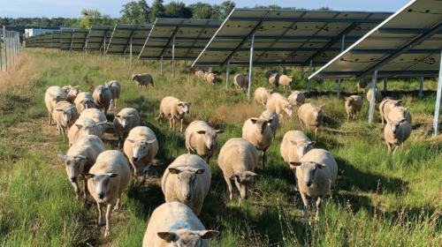 un parc photovoltaïque ovin